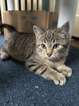 Domestic Short Hair Cats Available for Adoption - Twinkle Cobb | PetCurious