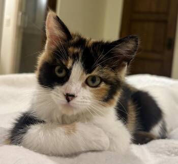 Charlotte -  Domestic Short Hair Cat for Adoption in Phoenix, Arizona - Charlotte | PetCurious