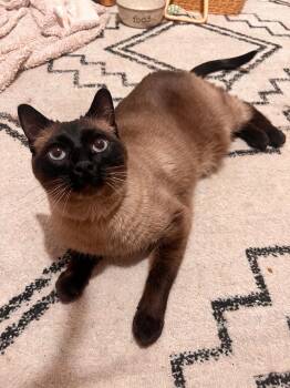 Rigby -  Siamese Cat for Adoption in Stoughton, Wisconsin - Rigby | PetCurious