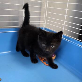 Licorice -  Domestic Medium Hair Cat for Adoption in Columbus, Ohio - Licorice | PetCurious