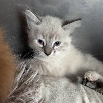 Neptune -  Domestic Medium Hair Cat Available for Adoption in Deming, New Mexico - Neptune | PetCurious