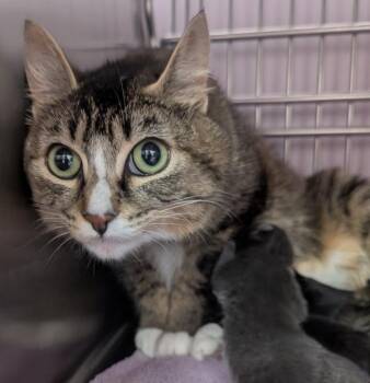Enid -  Domestic Short Hair Cat for Adoption in Vancouver, Washington - Enid | PetCurious