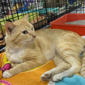 Samir -  Domestic Short Hair Cat Available for Adoption in Panama City, Florida - Samir | PetCurious