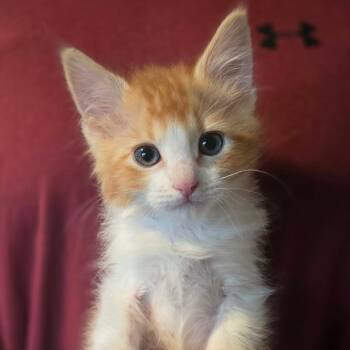 Quark -  Domestic Long Hair Cat for Adoption in Talent, Oregon - Quark | PetCurious