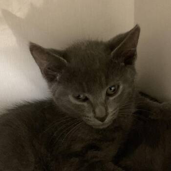 Grace -  Domestic Short Hair Cat for Adoption in Redwood City, California - Grace | PetCurious