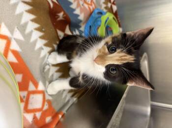 Rory -  Domestic Short Hair and Torbie Cat for Adoption in Greensboro, North Carolina - Rory | PetCurious