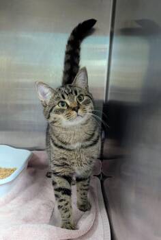 Tuna (TAS #12) -  Domestic Short Hair Cat for Adoption in Trenton, New Jersey - Tuna (TAS #12) | PetCurious