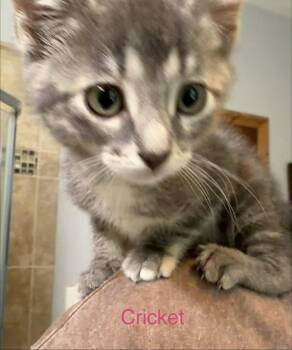 Cricket -  Dilute Calico Cat for Adoption in Reeseville, Wisconsin - Cricket | PetCurious
