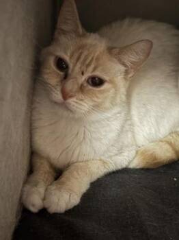 Mara -  Domestic Short Hair Cat for Adoption in West Chester, Pennsylvania - Mara | PetCurious
