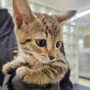 Mira -  Domestic Short Hair Cat for Adoption in West Palm Beach, Florida - Mira | PetCurious