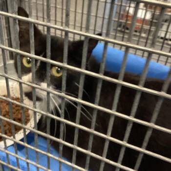Luce -  Domestic Short Hair Cat for Adoption in Montgomery, Alabama - Luce | PetCurious