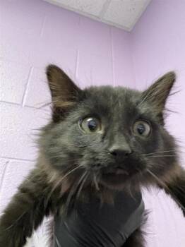 Rescue Domestic Long Hair Cats for Adoption in El Paso, Texas - Stuart Sutcliffe | PetCurious