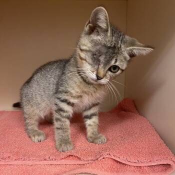 Ricky -  Domestic Short Hair Cat for Adoption in Dayton, Ohio - Ricky | PetCurious