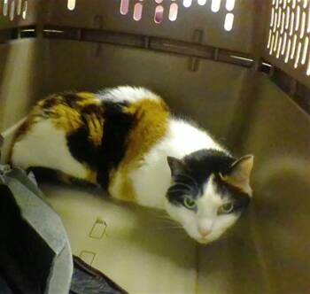 NANCY -  Domestic Short Hair Cat for Adoption in Omaha, Nebraska - NANCY | PetCurious