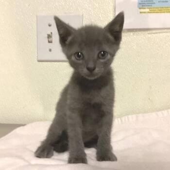 IVHS-Stray-142951 -  Domestic Short Hair Cat for Adoption in San Gabriel, California - IVHS-Stray-142951 | PetCurious