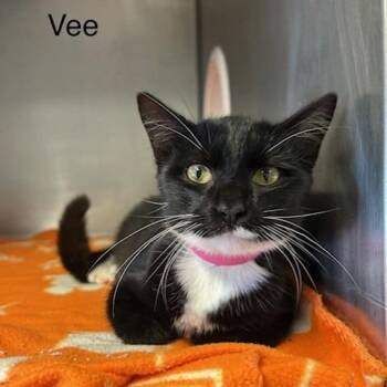 Vee -  Domestic Short Hair Cat for Adoption in Knoxville, Tennessee - Vee | PetCurious