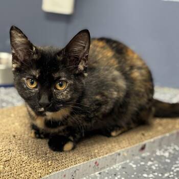 Pumpkin -  Domestic Short Hair Cat for Adoption in Marshalltown, Iowa - Pumpkin | PetCurious