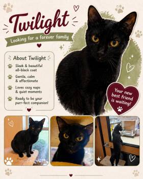 Domestic Short Hair Cats Available for Adoption in Fort Worth, Texas - Twilight | PetCurious
