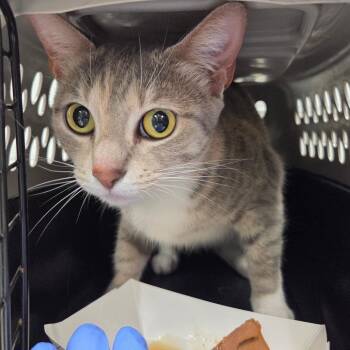 Sieglinde -  Domestic Short Hair Cat for Adoption in Chattanooga, Tennessee - Sieglinde | PetCurious