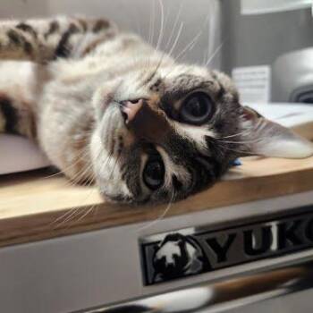 Domestic Short Hair Cats Available for Adoption in Belfair, Washington - Hannah | PetCurious