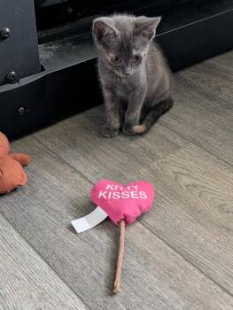 Beth -  Domestic Short Hair Cat for Adoption in Virginia Beach, Virginia - Beth | PetCurious
