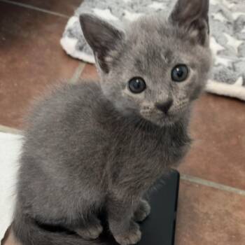 Nico Robin 9 -  Domestic Short Hair Cat for Adoption in Austin, Texas - Nico Robin 9 | PetCurious