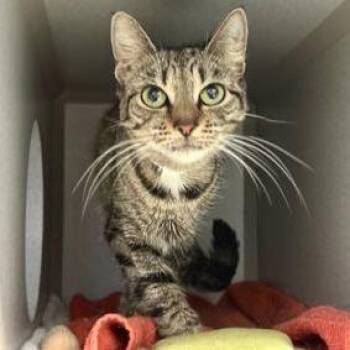 Domestic Short Hair Cats Available for Adoption in Hudson, New York - Fydor | PetCurious
