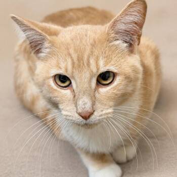 Milo -  Domestic Short Hair Cat for Adoption in Hopewell, Virginia - Milo | PetCurious