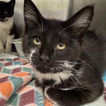 Valori -  Domestic Short Hair Cat for Adoption in Salt Lake City, Utah - Valori | PetCurious