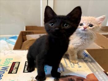 *TENNESSEE -  Domestic Short Hair Cat for Adoption in Woodland, California - *TENNESSEE | PetCurious