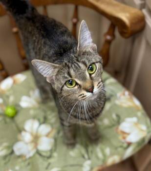 Rescue Domestic Short Hair and Tiger Cats for Adoption in Batavia, New York - Peppermint | PetCurious