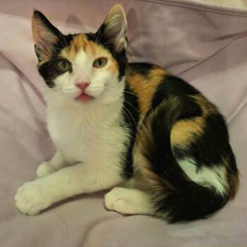 Scarlett Peacock -  Domestic Short Hair Cat for Adoption in Watertown, Wisconsin - Scarlett Peacock | PetCurious