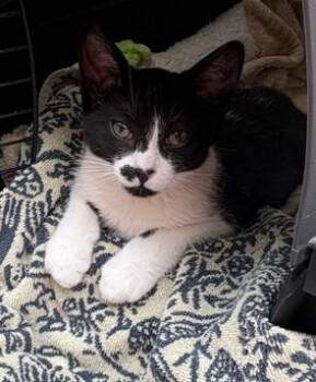 Painter -  Tuxedo Cat for Adoption in Midland, Michigan - Painter | PetCurious