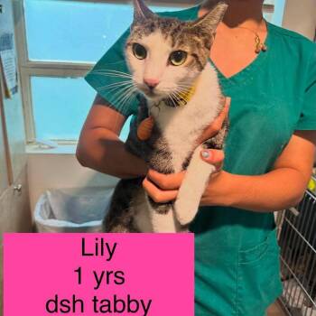 Lily -  Domestic Short Hair Cat for Adoption in Tampa, Florida - Lily | PetCurious
