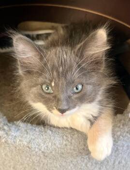 Dilute Calico Cats Available for Adoption in Lancaster, California - Opal | PetCurious