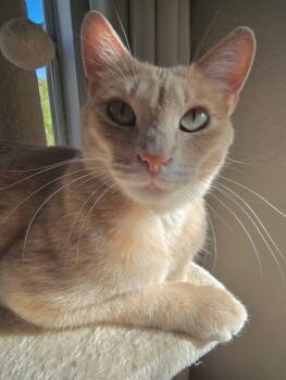 Rescue Domestic Short Hair Cats for Adoption in Crescent, Oklahoma - Naomi | PetCurious