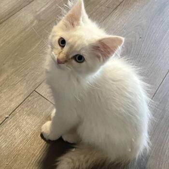 Arthur -  Domestic Medium Hair and Siamese Cat for Adoption in Prescott, Arizona - Arthur | PetCurious