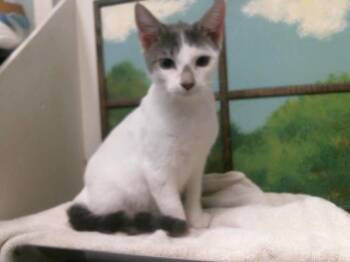 KUNO -  Domestic Short Hair Cat for Adoption in Houston, Texas - KUNO | PetCurious