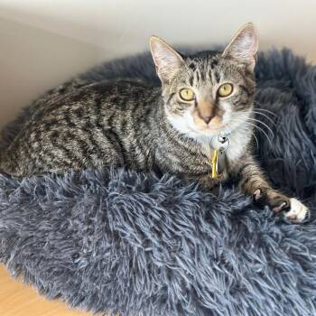 NCR8897 SPYDER -  Domestic Short Hair Cat for Adoption in Port Washington, New York - NCR8897 SPYDER | PetCurious