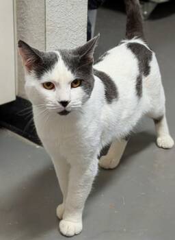 Rescue Domestic Short Hair Cats for Adoption in Bisbee, Arizona - Silver | PetCurious