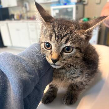 McFeely -  Domestic Short Hair Cat for Adoption in Huntington, West Virginia - McFeely | PetCurious