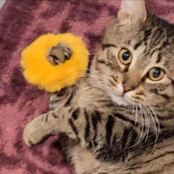 Rebel -  Domestic Medium Hair Cat for Adoption in Sandy Springs, Georgia - Rebel | PetCurious