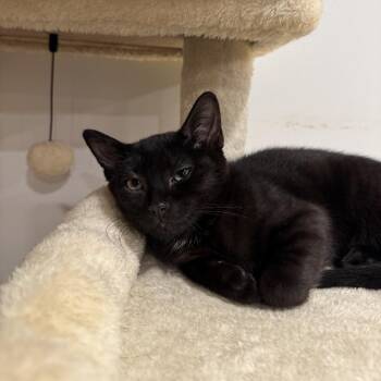 Blossom 2 -  Domestic Short Hair Cat for Adoption - Blossom 2 | PetCurious