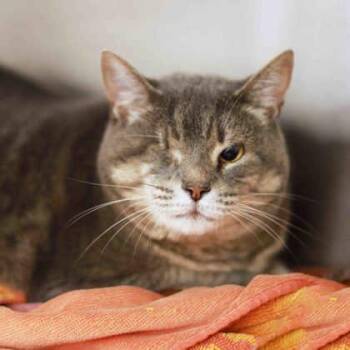 Alexa -  Domestic Medium Hair Cat for Adoption in Atlanta, Georgia - Alexa | PetCurious