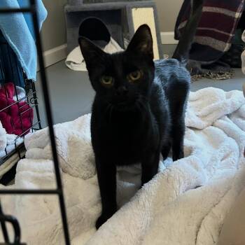 Domestic Short Hair Cats Available for Adoption in Ferndale, Michigan - Mama Cat Charlene | PetCurious