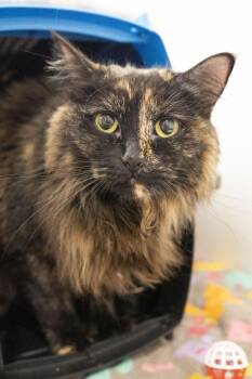 Jaia -  Domestic Long Hair Cat for Adoption in Boise, Idaho - Jaia | PetCurious