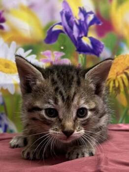 Domestic Short Hair Cats Available for Adoption in San Antonio, Texas - Cindy Clawford | PetCurious