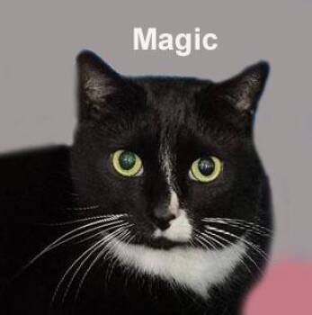 Magic Shes. (incredibly sweet and loving female kitty) ("sister" -  Domestic Short Hair Cat for Adoption in Stowe, Pennsylvania - Magic Shes. (incredibly Sweet And Loving Female Kitty) ("sister" | PetCurious