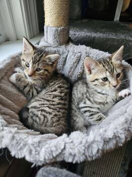 Rescue Tabby and Domestic Short Hair Cats for Adoption in Philadelphia, Pennsylvania - Wanda And Pietro (bonded Pair) | PetCurious