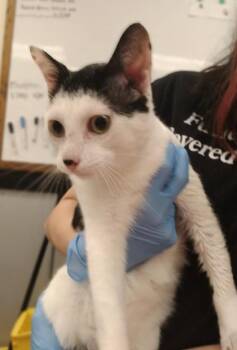 Mars -  Domestic Short Hair Cat for Adoption in Palm Coast, Florida - Mars | PetCurious